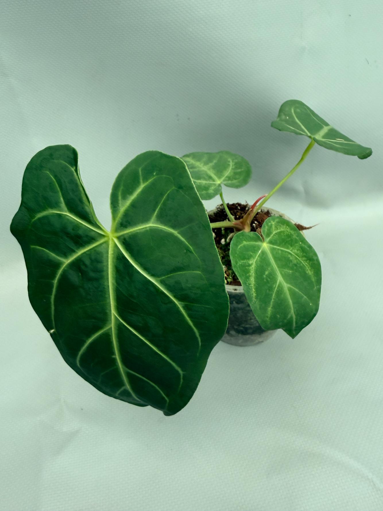 Anthurium MAGNIFICUM