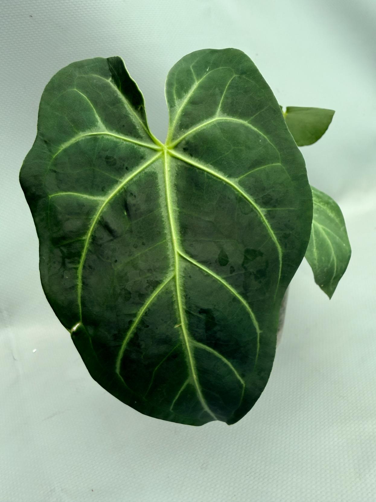 Anthurium MAGNIFICUM