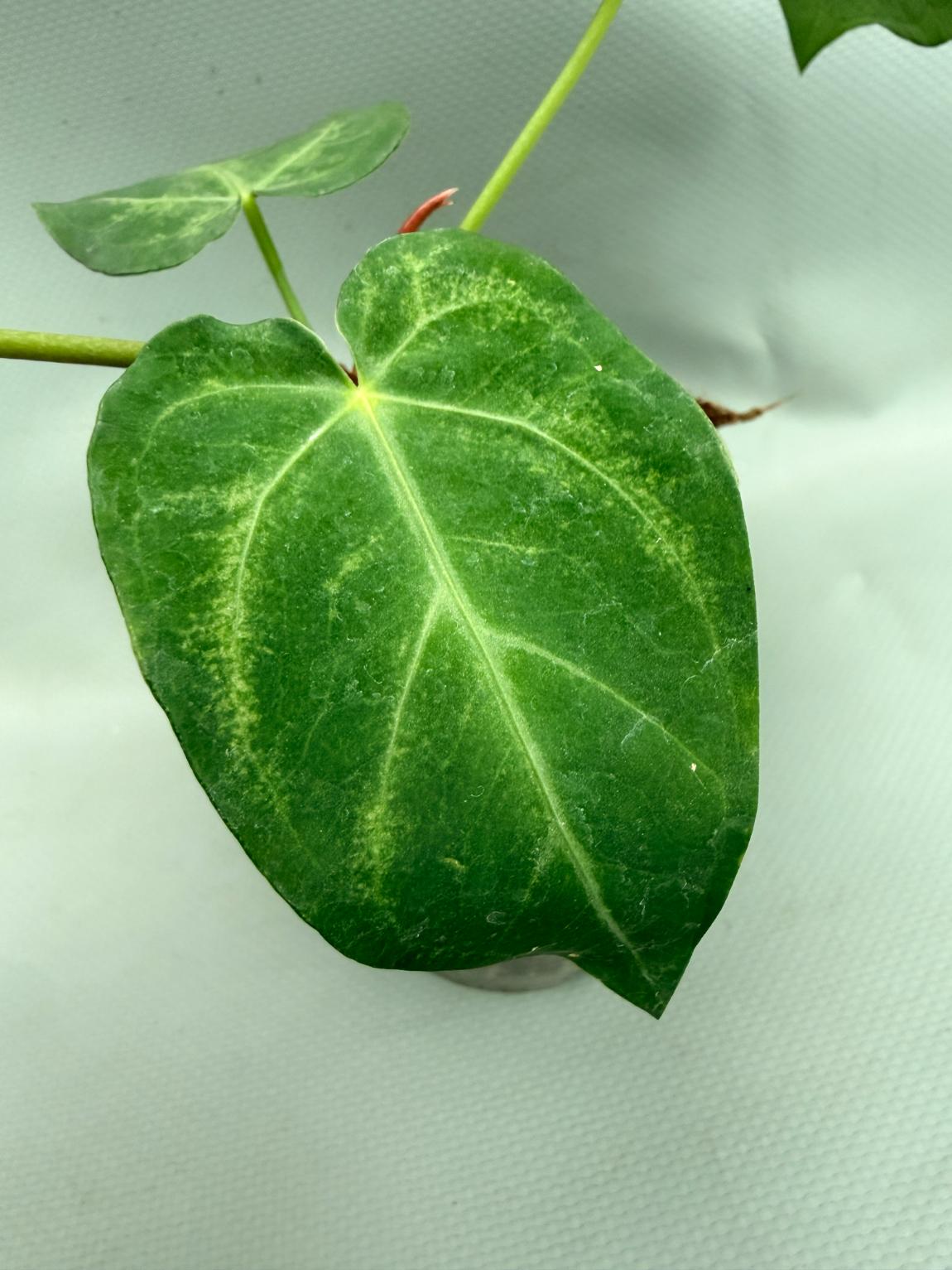 Anthurium MAGNIFICUM