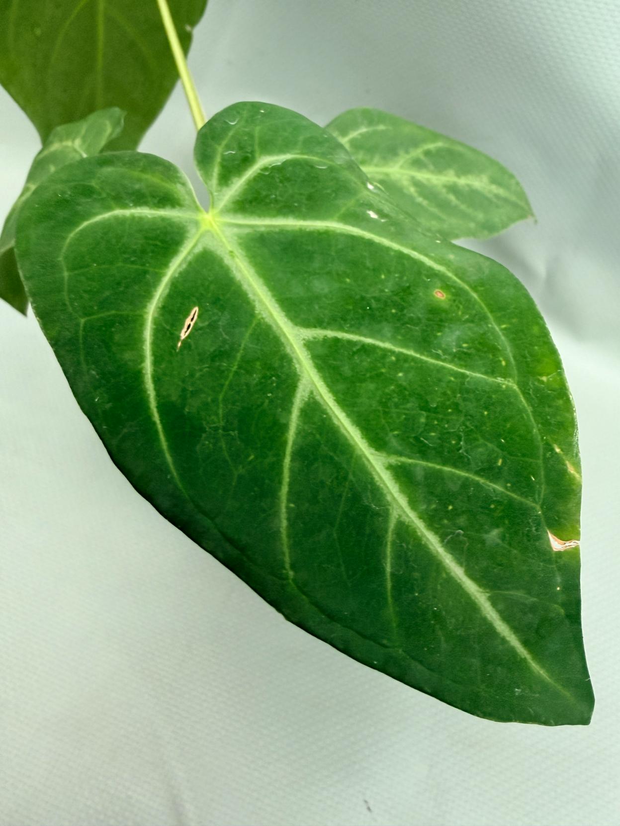 Anthurium MAGNIFICUM