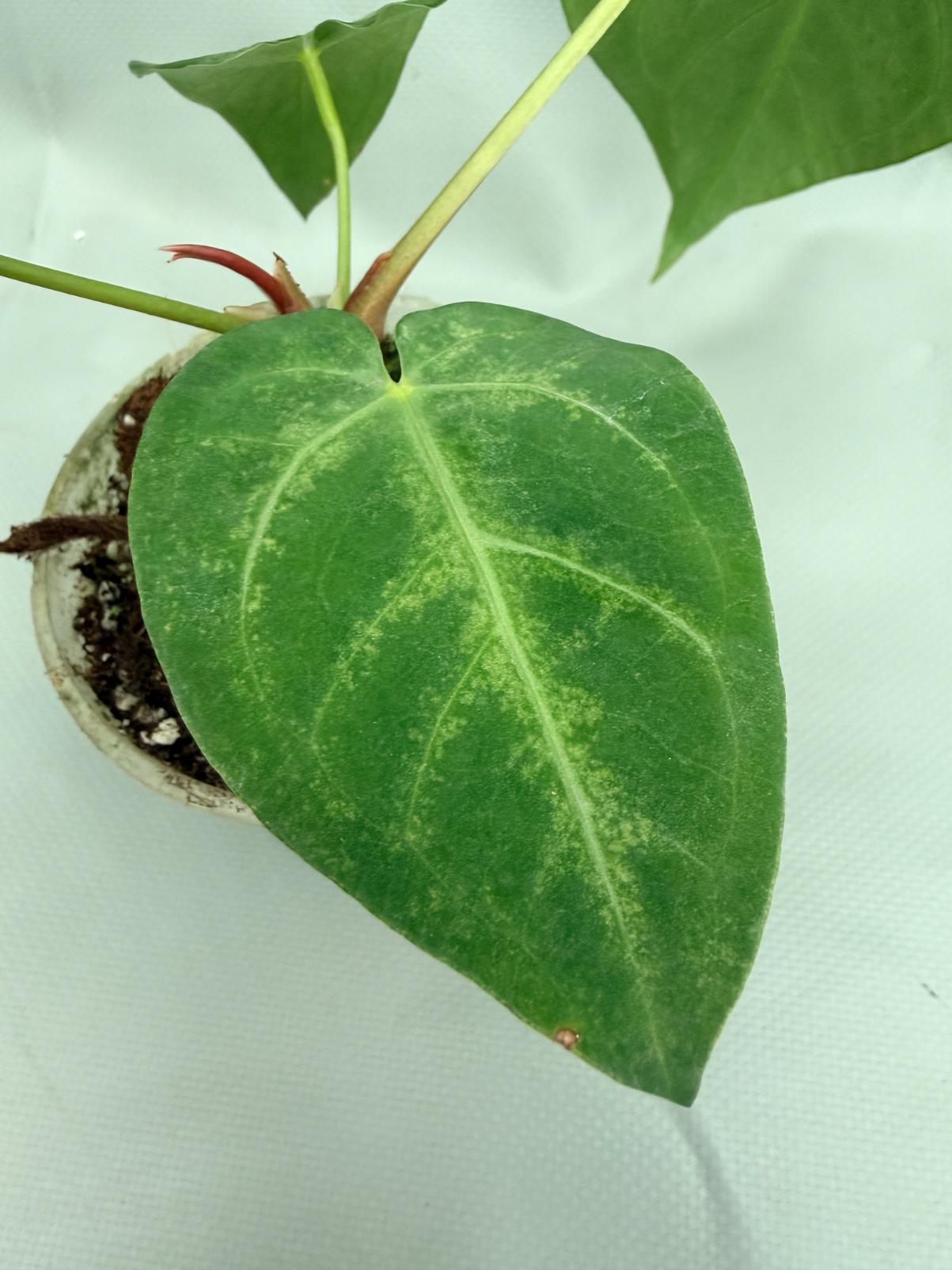 Anthurium MAGNIFICUM