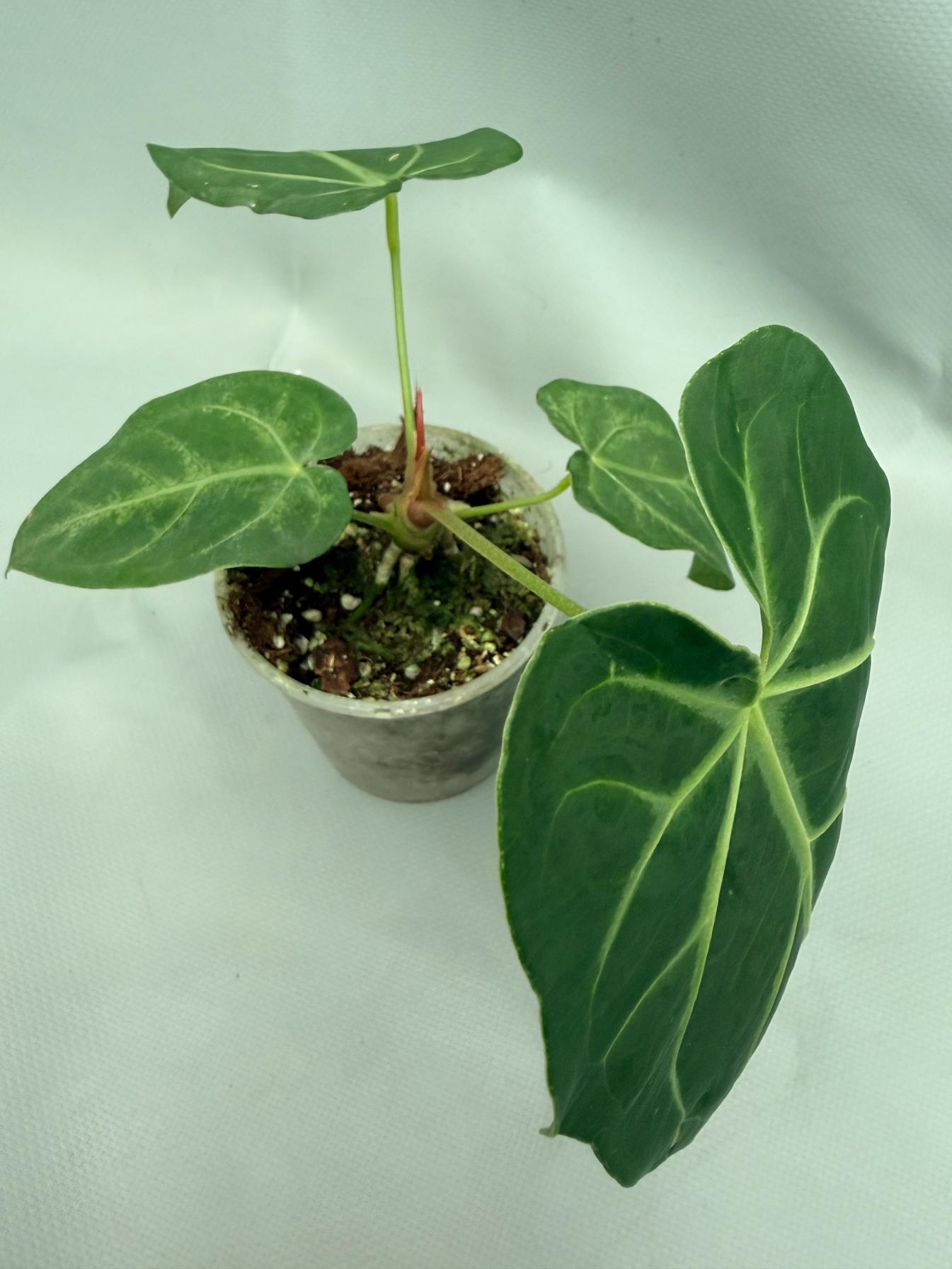 Anthurium MAGNIFICUM
