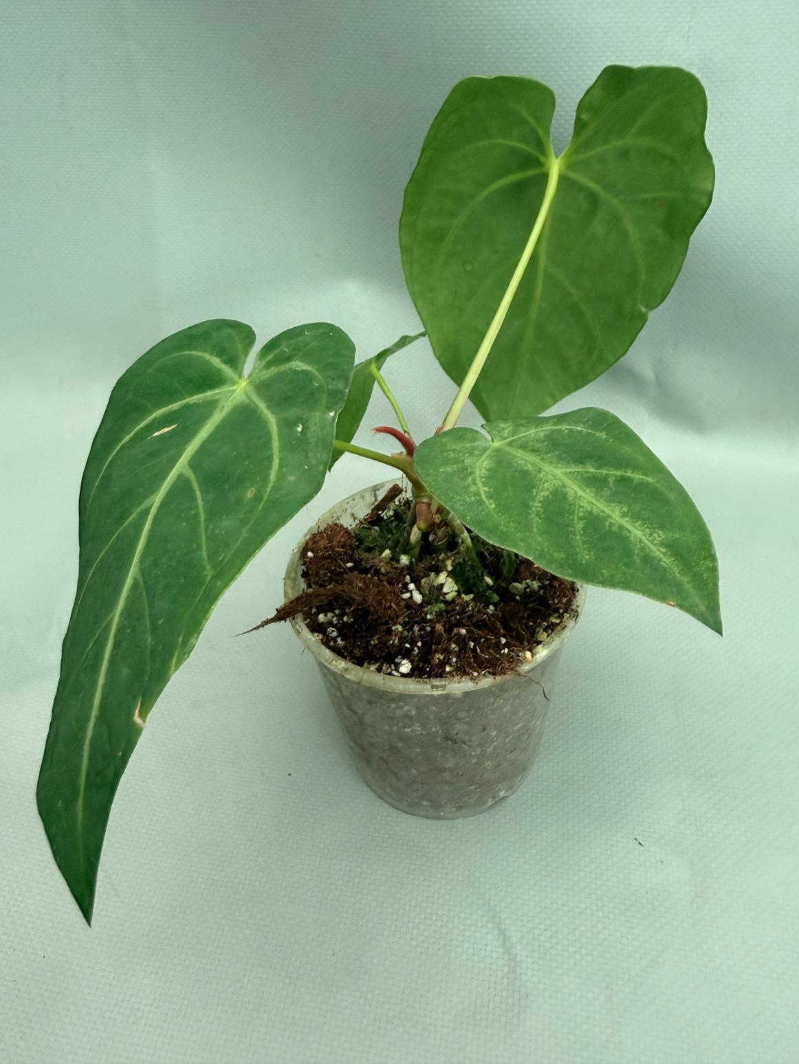 anthurium magnificum buy Anthurium MAGNIFICUM