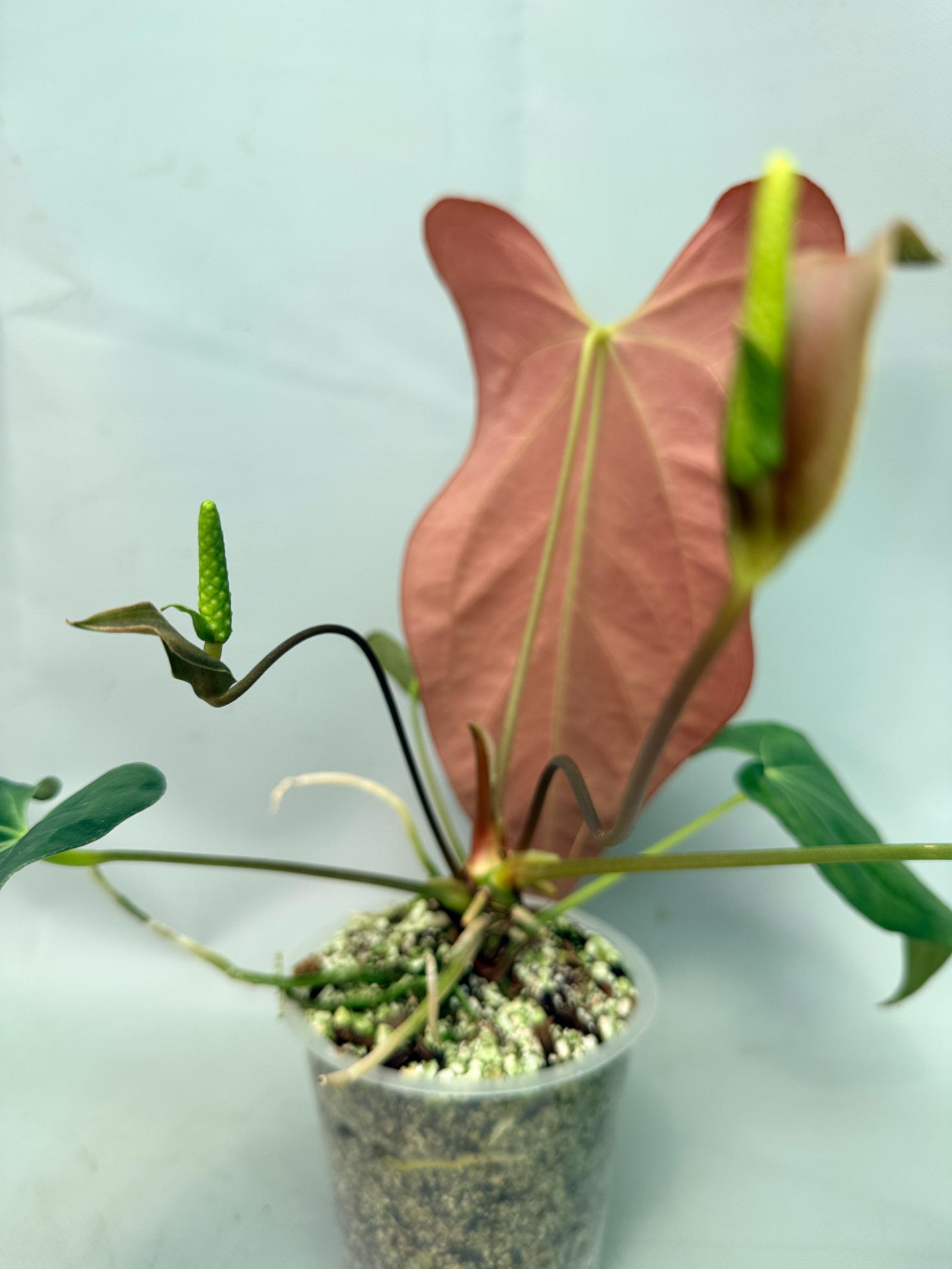 Anthurium Papillilaminum x Magnificum | Welovetropicalplants