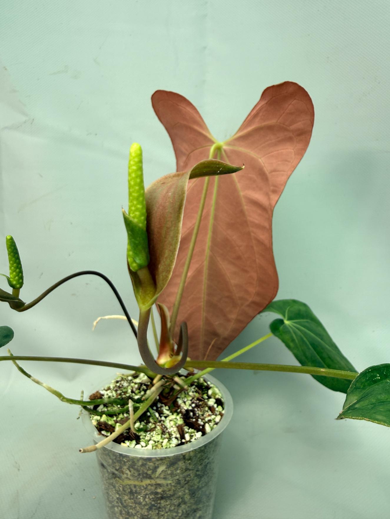 Anthurium Papillilaminum x Magnificum | Welovetropicalplants