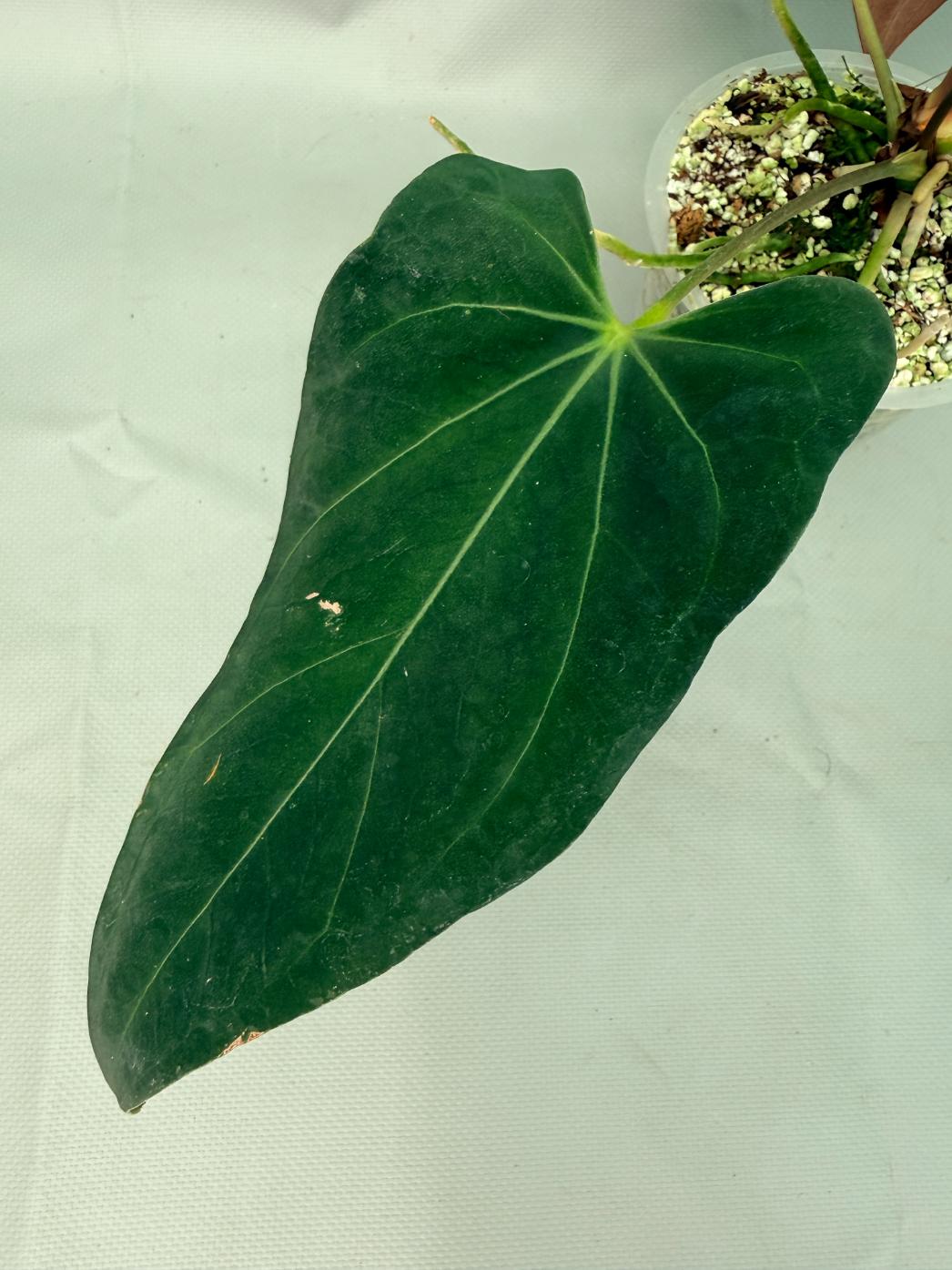 Anthurium Papillilaminum x Magnificum | Welovetropicalplants