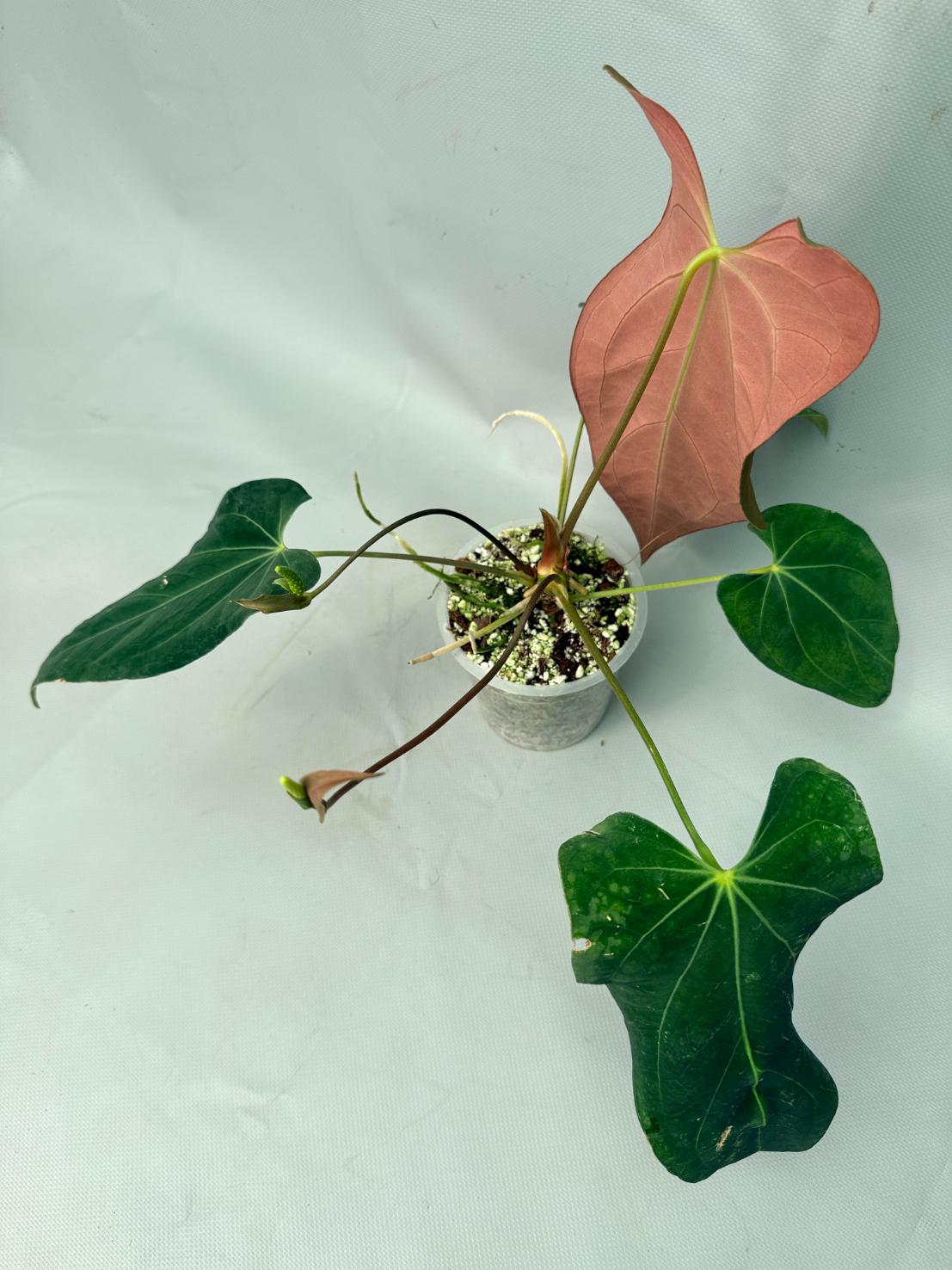 Anthurium Papillilaminum x Magnificum