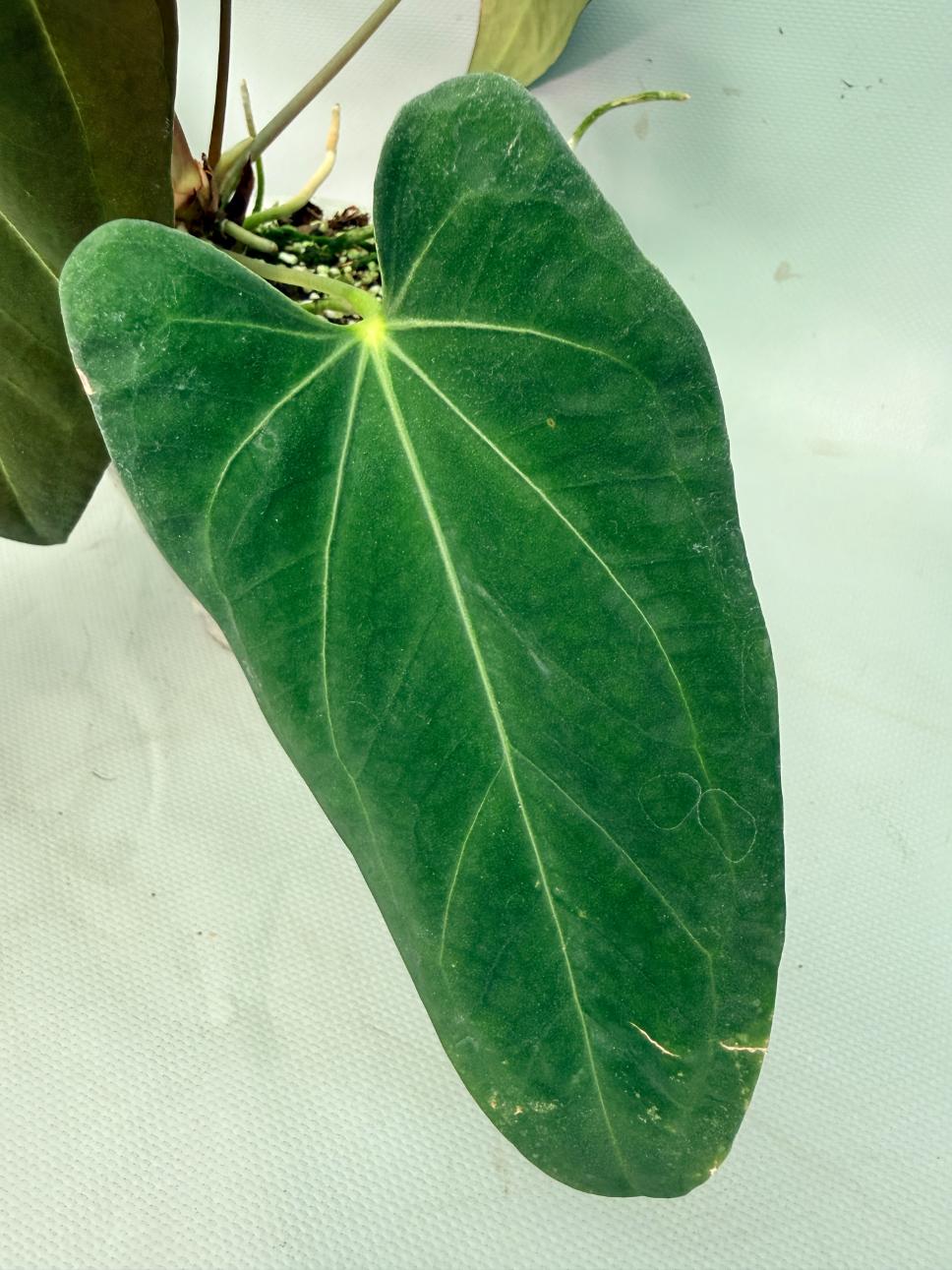 Anthurium Papillilaminum x Magnificum | Welovetropicalplants