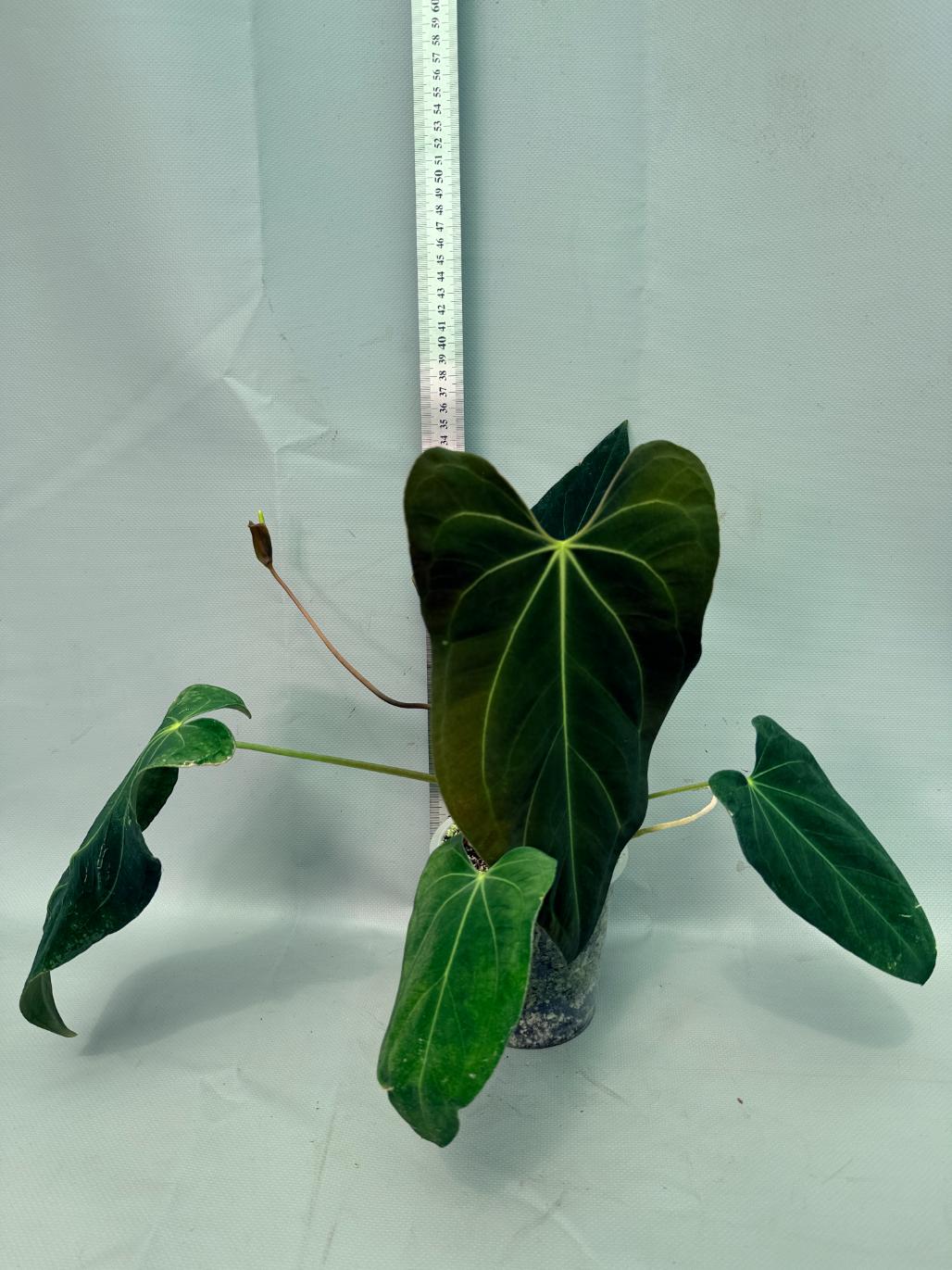 Anthurium Papillilaminum x Magnificum 01