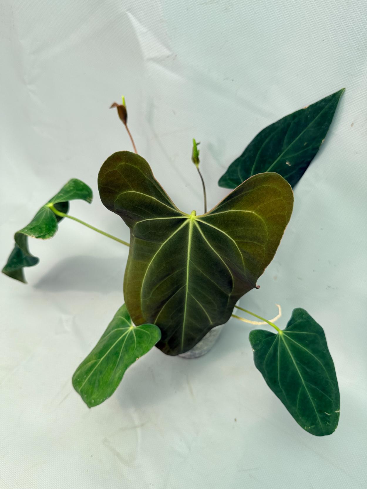Anthurium Papillilaminum x Magnificum | Welovetropicalplants