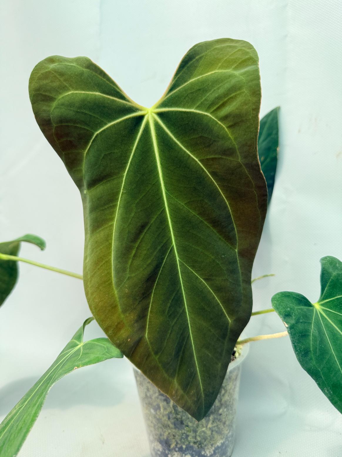 anthurium madisonianum for sale Anthurium Papillilaminum x Magnificum