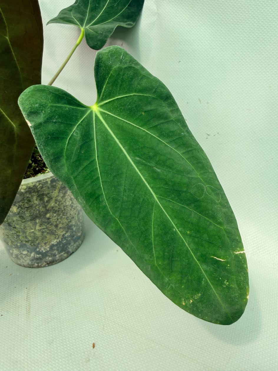 Anthurium Papillilaminum x Magnificum 05