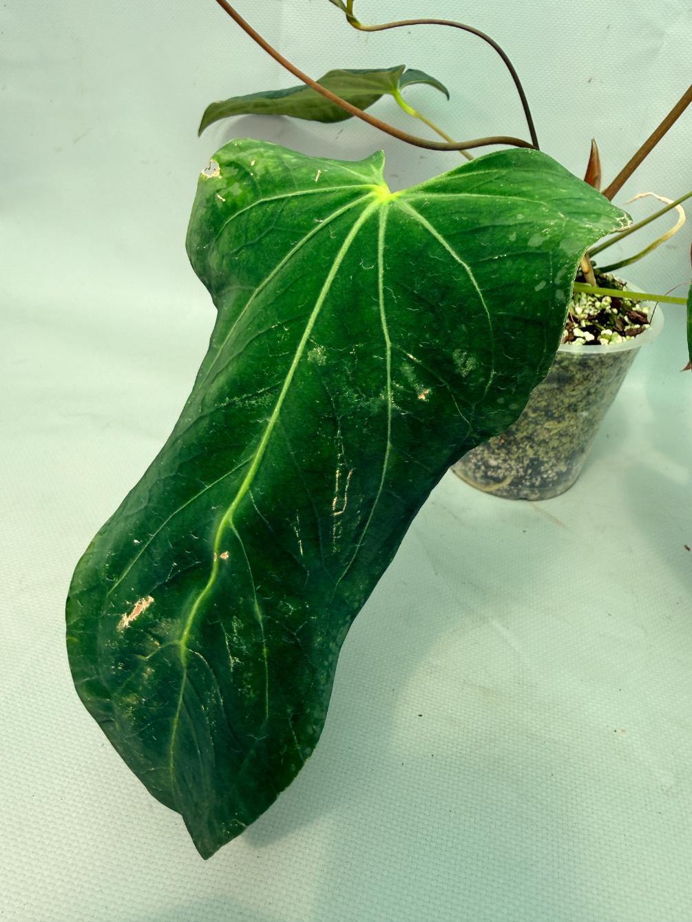 Anthurium Papillilaminum x Magnificum | Welovetropicalplants