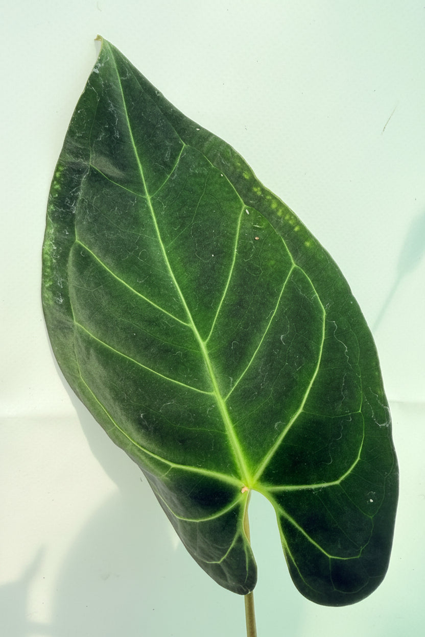 Anthurium_Papillilaminum_x_Magnificum_08