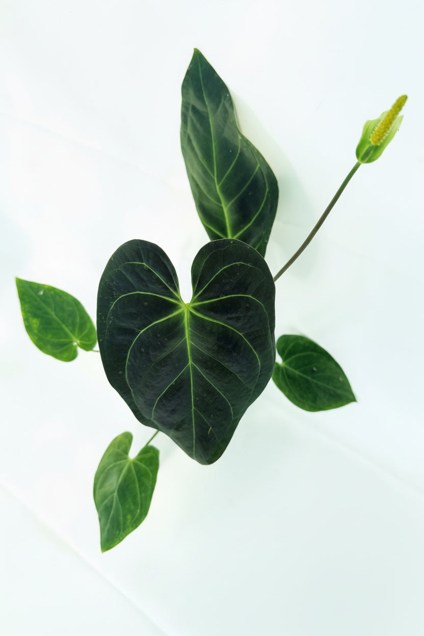 Anthurium_Papillilaminum_x_Magnificum_09