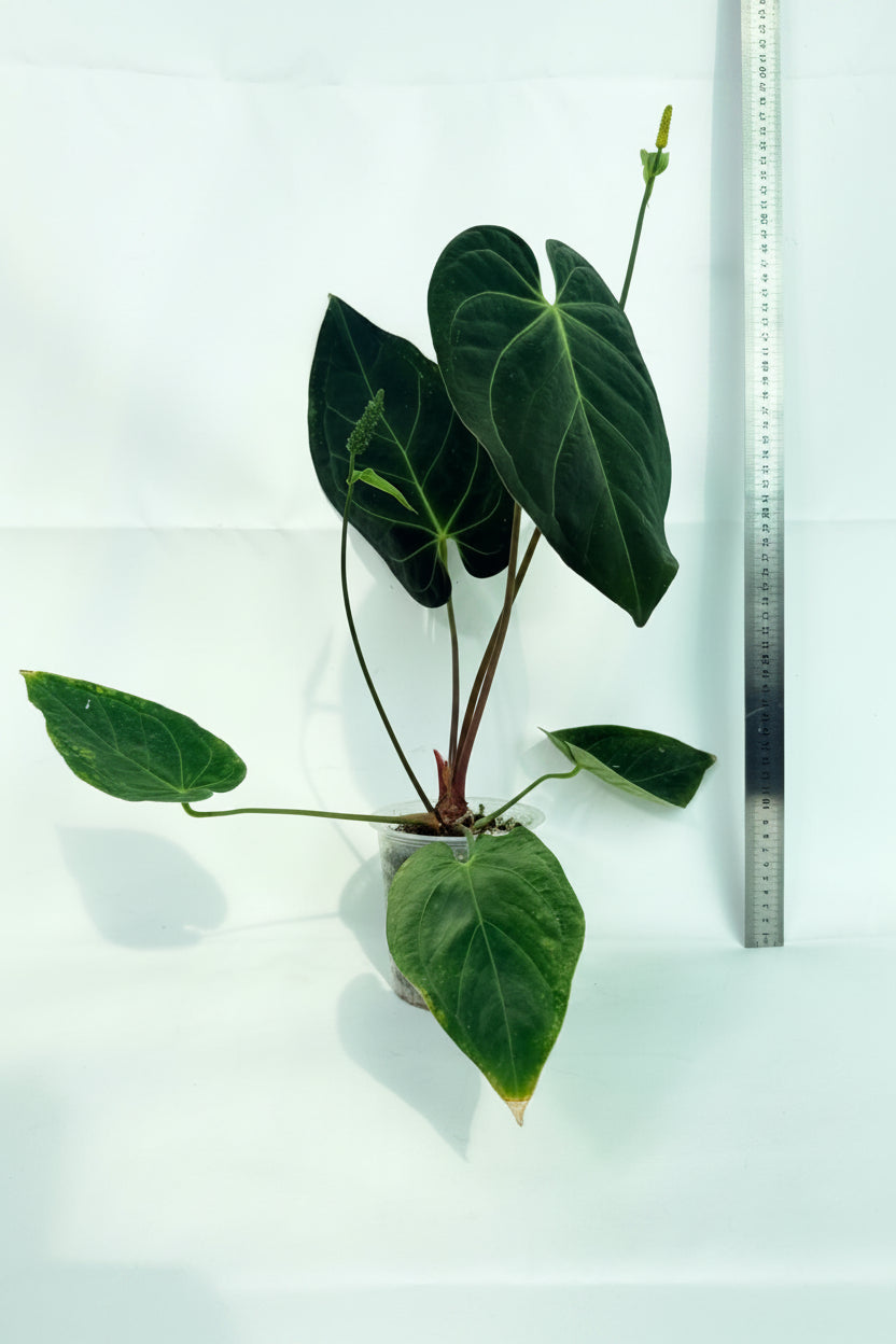 Anthurium Papillilaminum x Magnificum 01