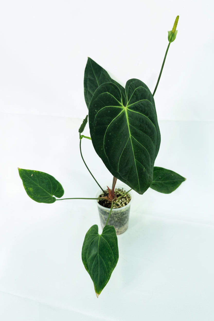 Anthurium_Papillilaminum_x_Magnificum 02