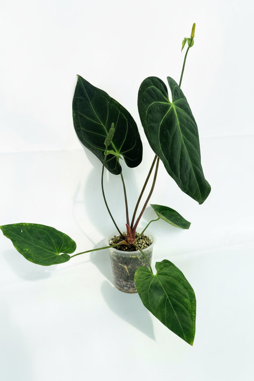 Anthurium_Papillilaminum_x_Magnificum_03