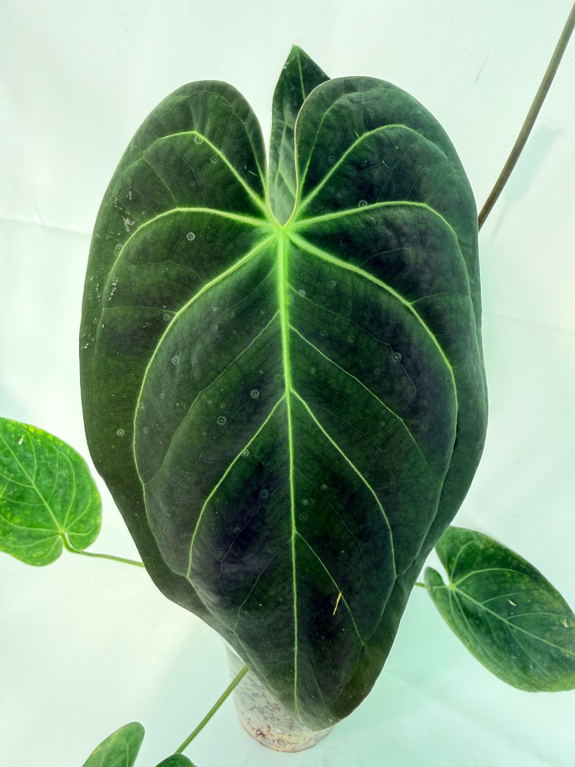 Anthurium_Papillilaminum_x_Magnificum_04