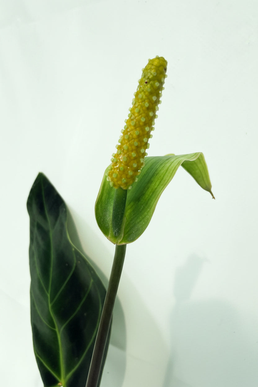 Anthurium_Papillilaminum_x_Magnificum_05