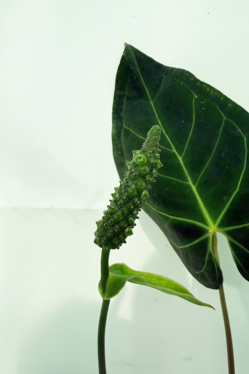 Anthurium_Papillilaminum_x_Magnificum_06