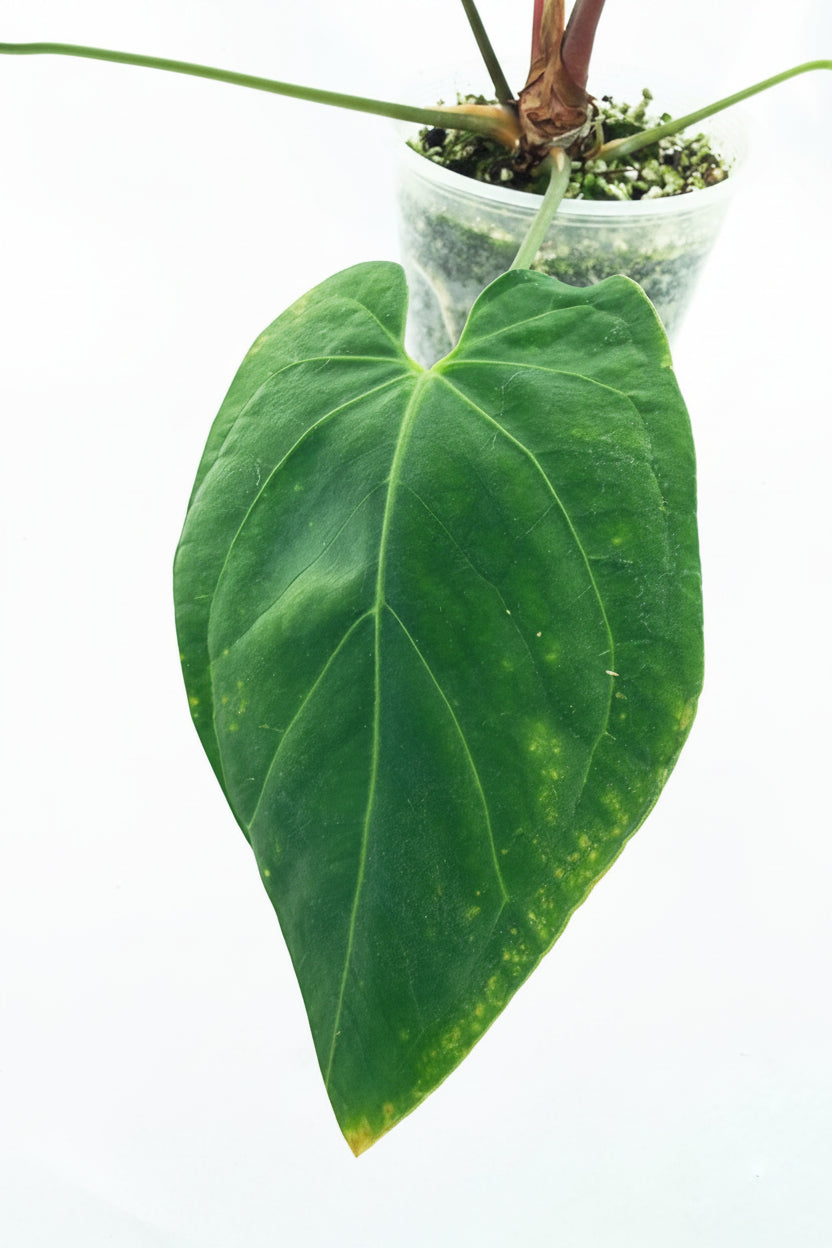 Anthurium_Papillilaminum_x_Magnificum_07