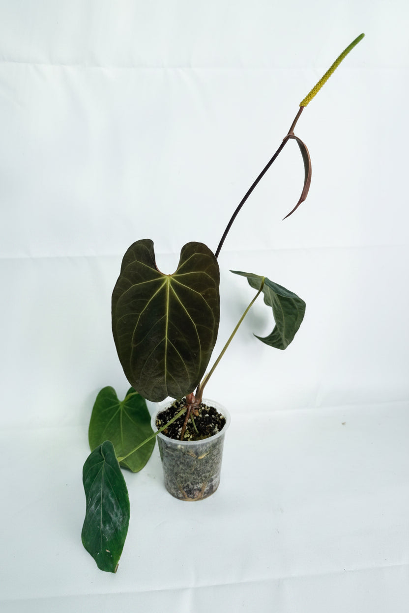 Anthurium_Papillilaminum_x_Magnificum_07