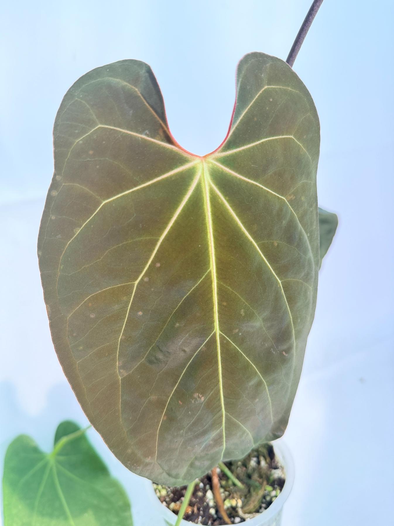 Anthurium_Papillilaminum_x_Magnificum_08