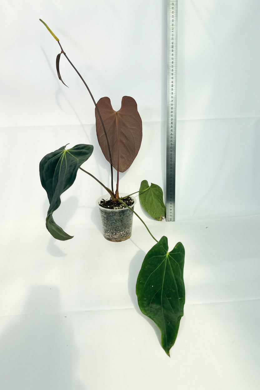 Anthurium Papillilaminum x Magnificum 01