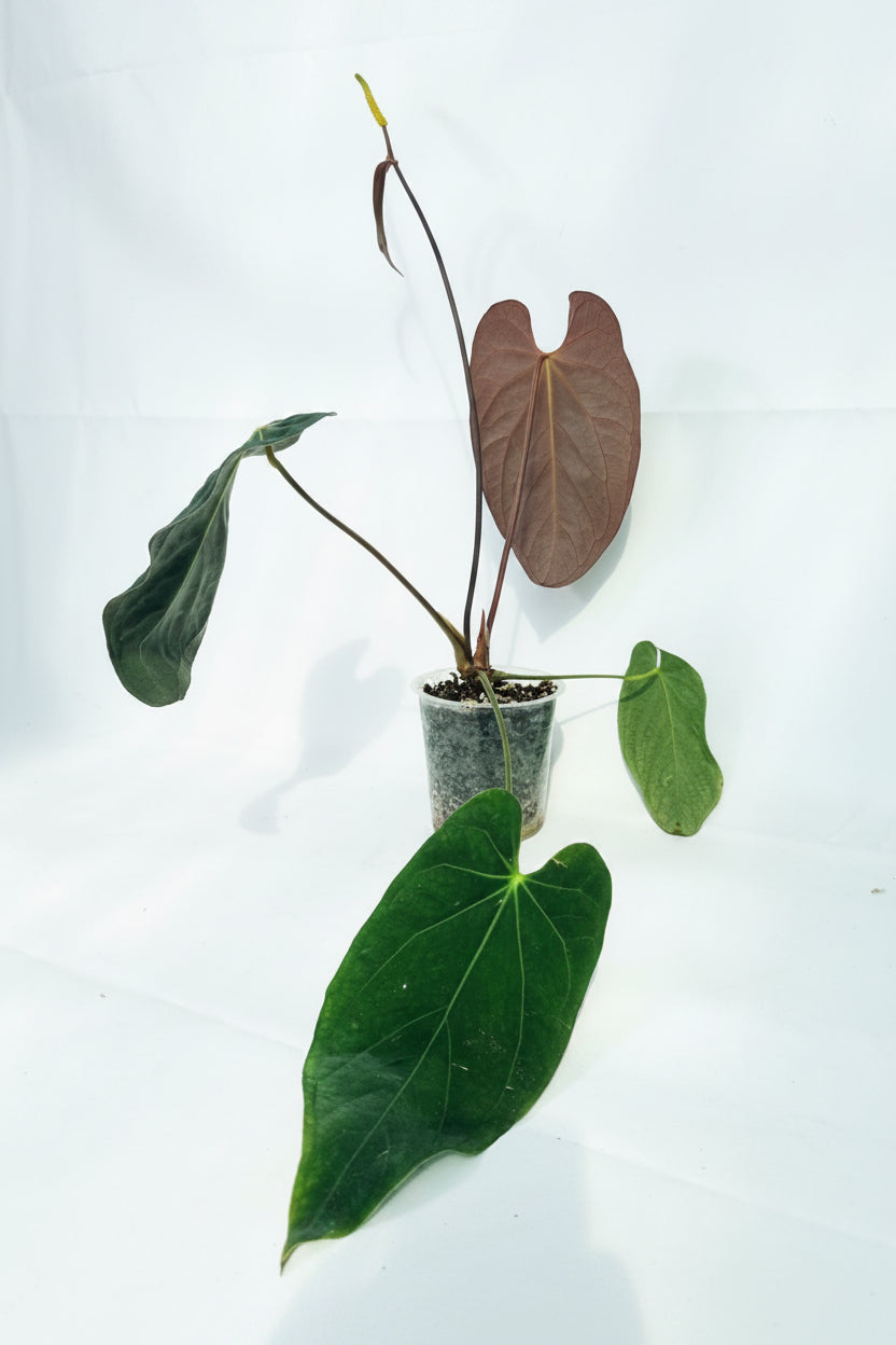 Anthurium_Papillilaminum_x_Magnificum_02