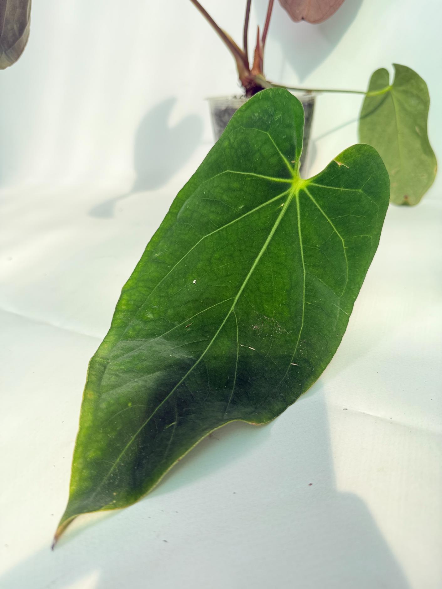 Anthurium_Papillilaminum_x_Magnificum_03
