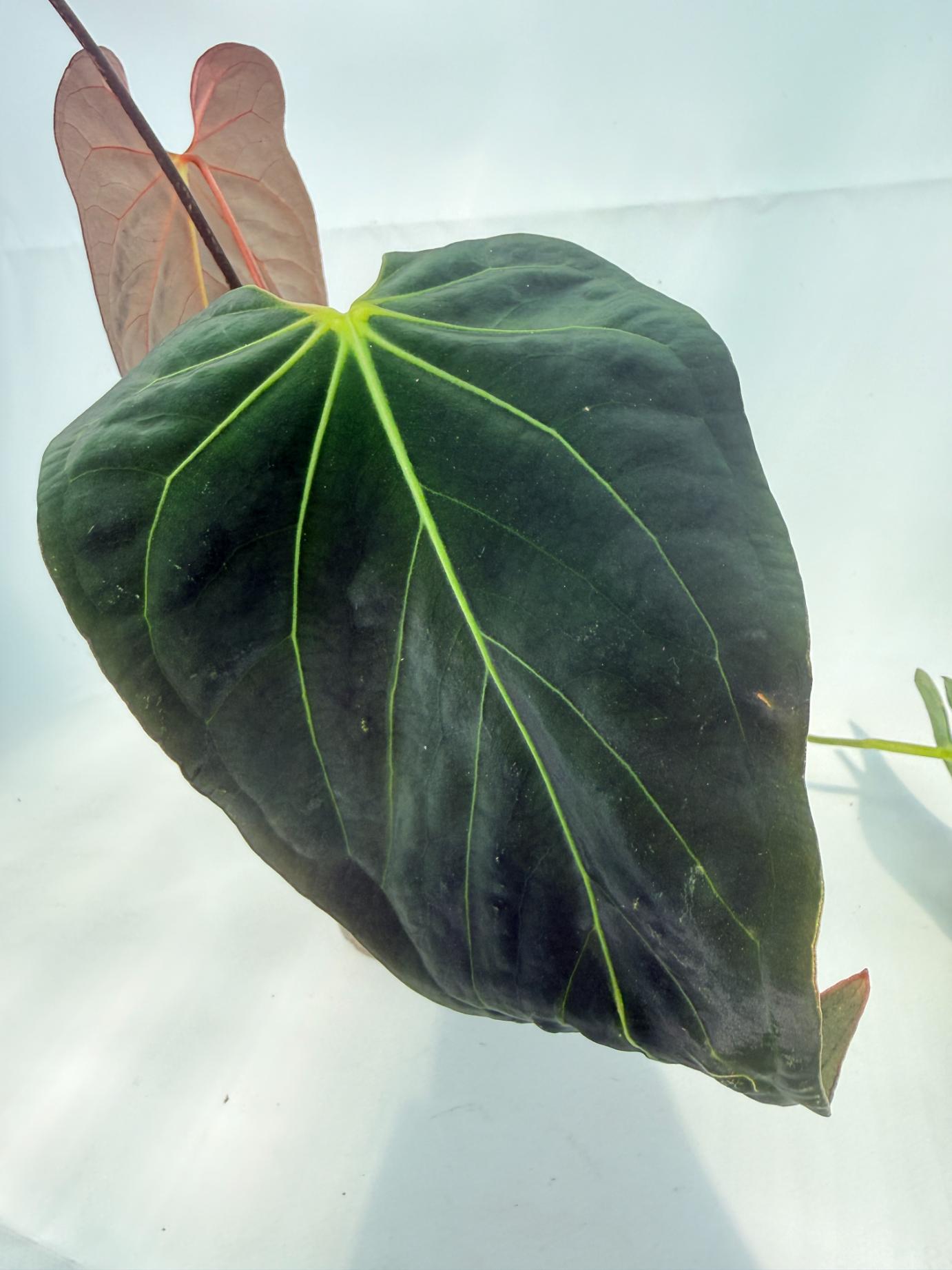 Anthurium_Papillilaminum_x_Magnificum_04
