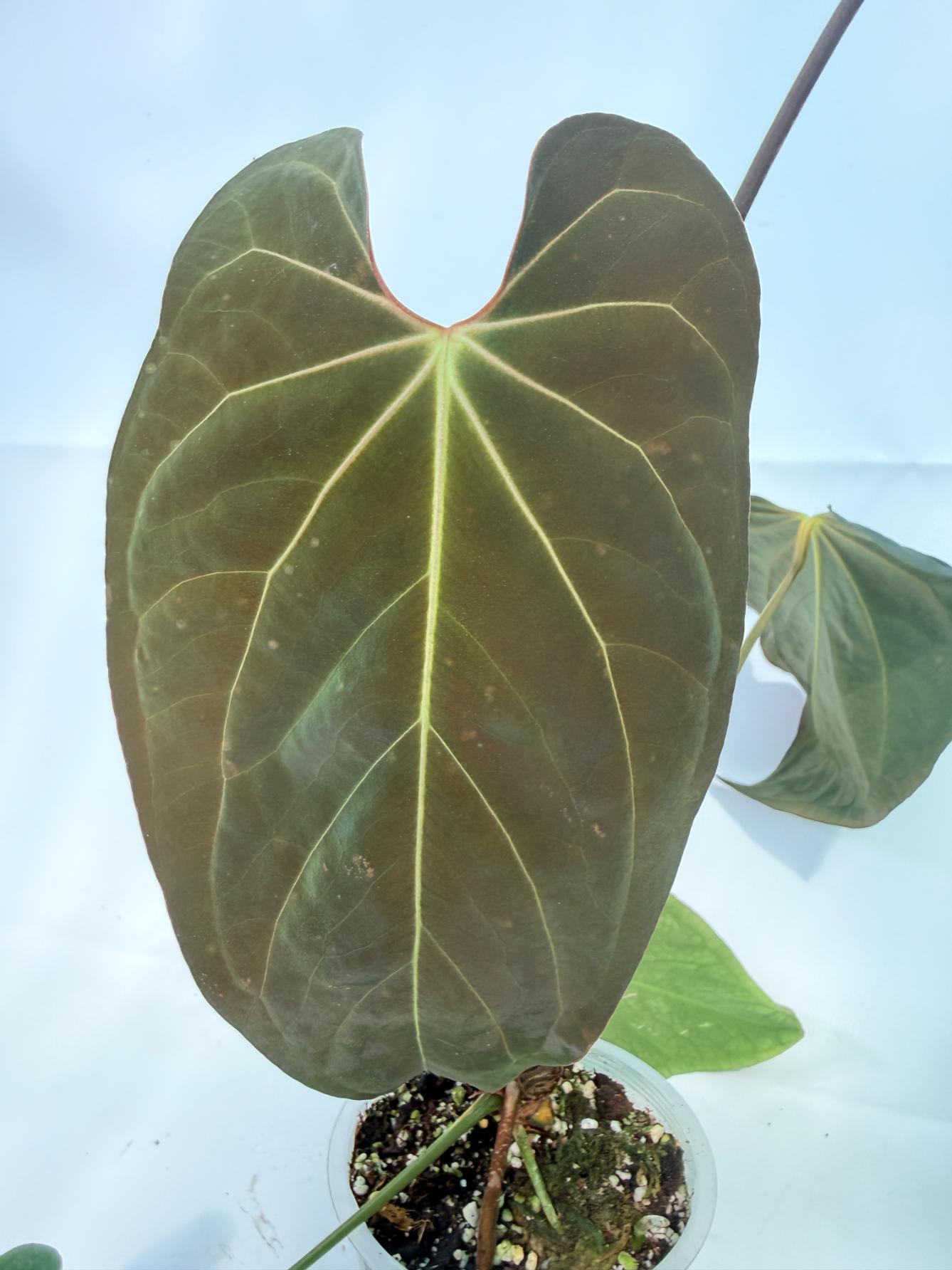 Anthurium_Papillilaminum_x_Magnificum_05