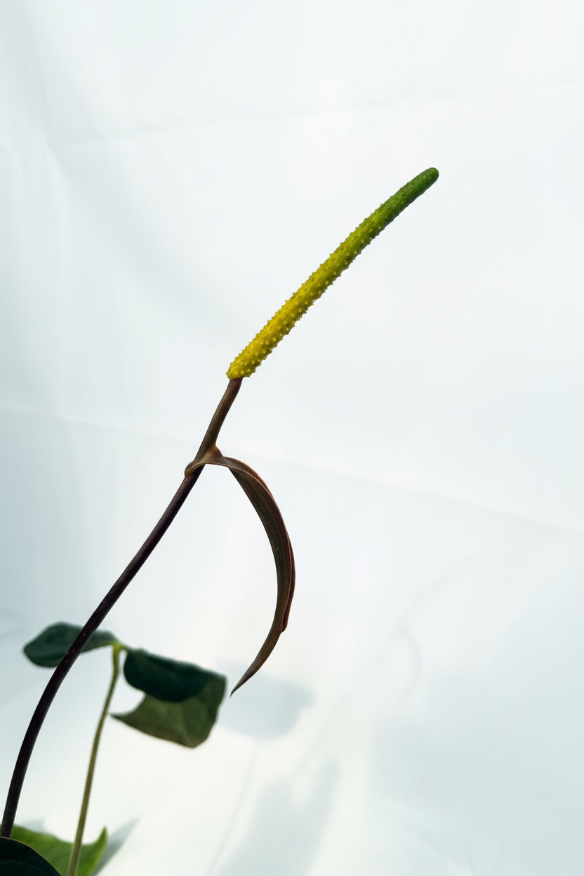 Anthurium_Papillilaminum_x_Magnificum_06