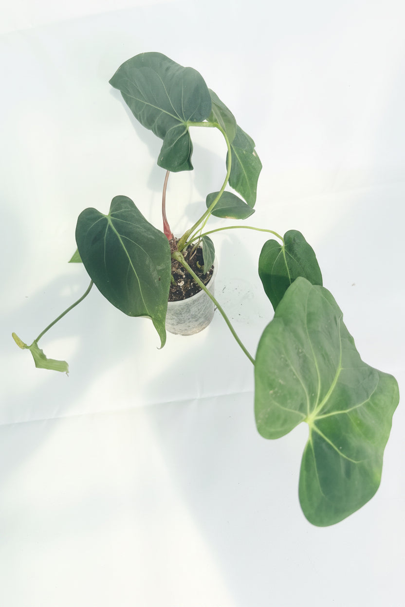 Anthurium Papillilaminum x Magnificum 08