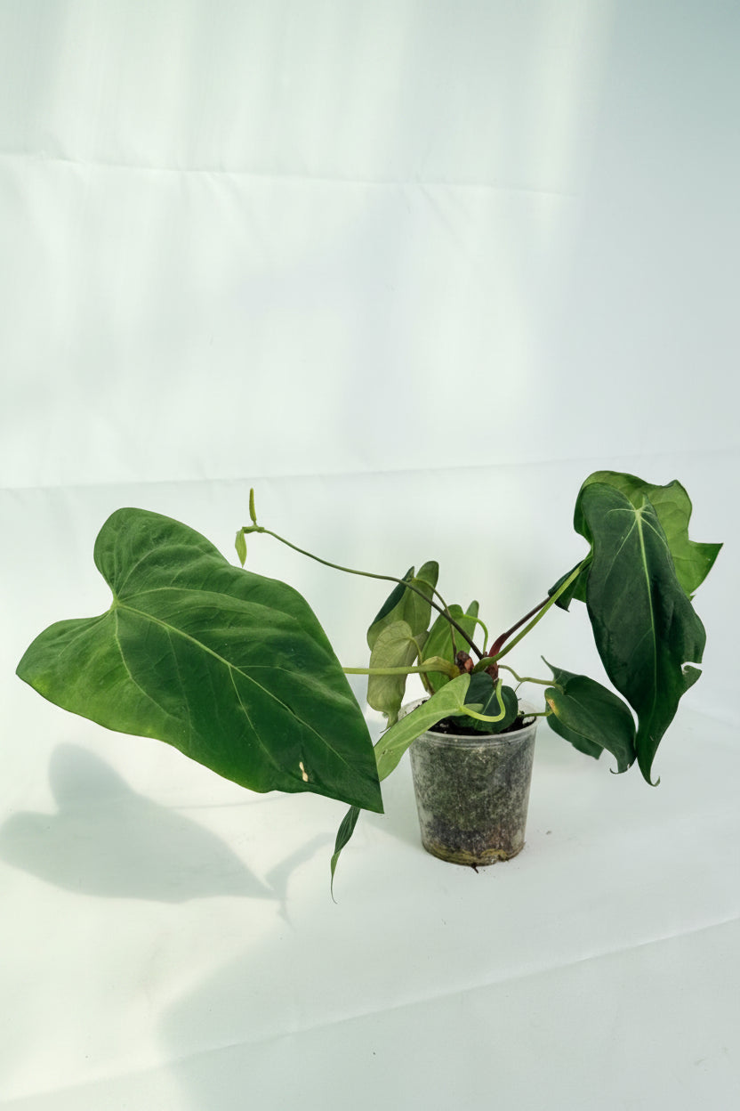 Anthurium Papillilaminum x Magnificum 01