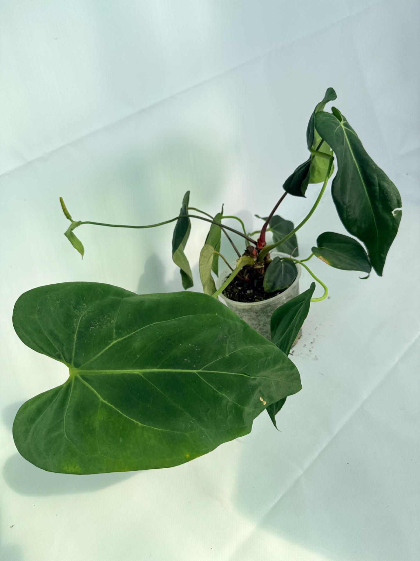 Anthurium Papillilaminum x Magnificum 02