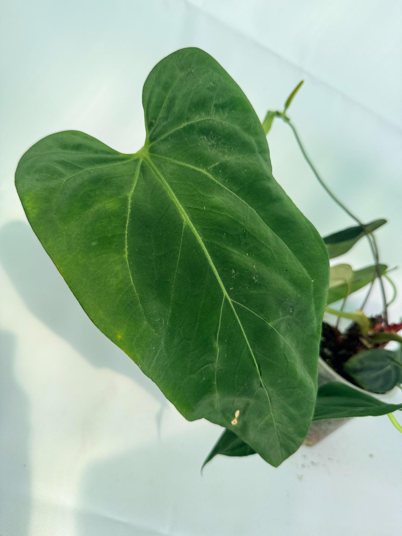 Anthurium Papillilaminum x Magnificum 03