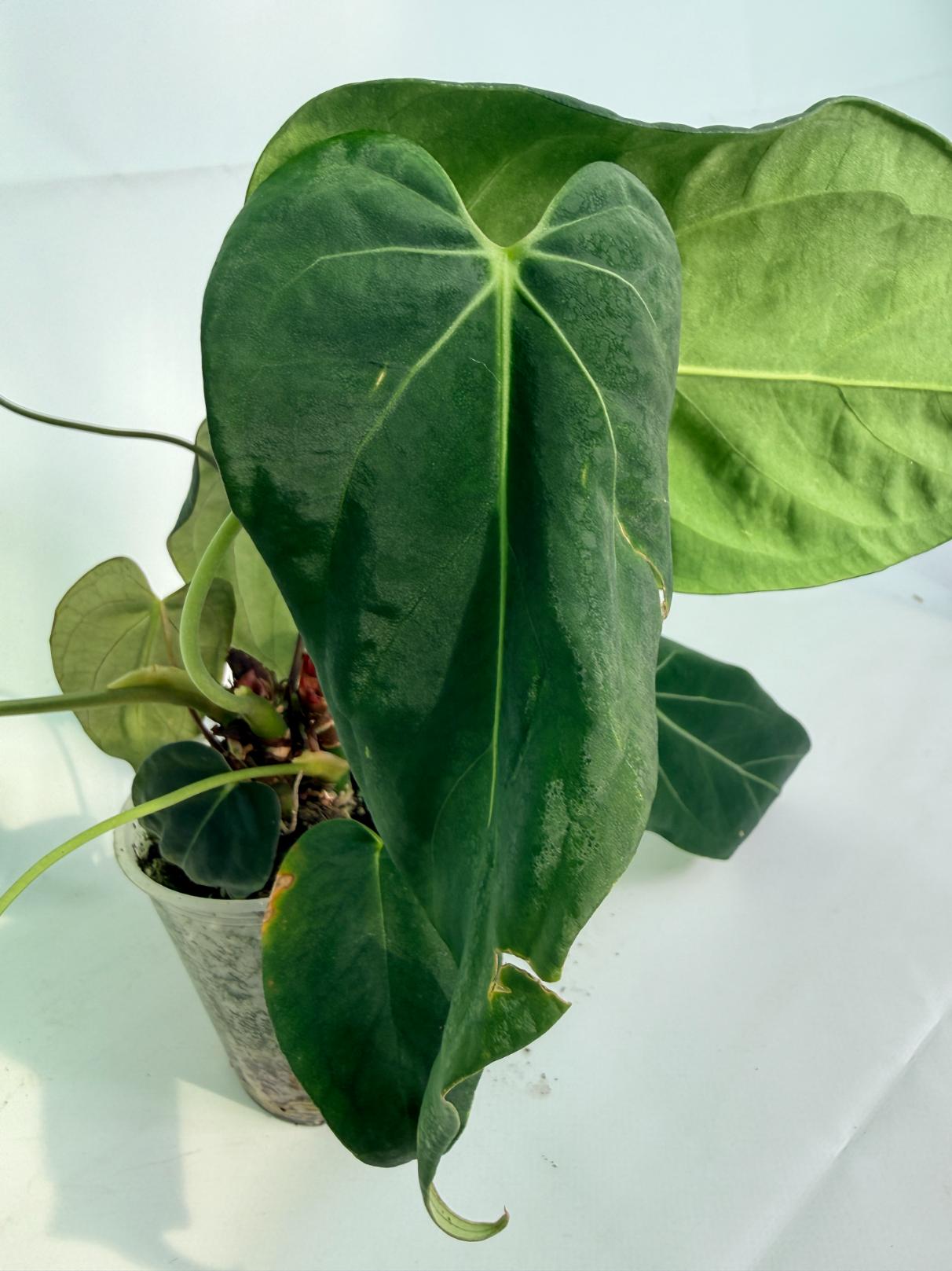 Anthurium Papillilaminum x Magnificum 04