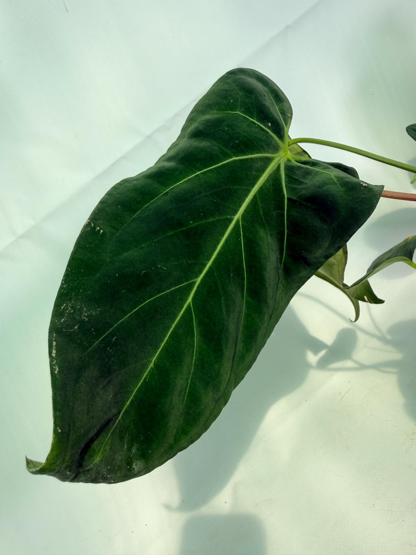 Anthurium Papillilaminum x Magnificum 05