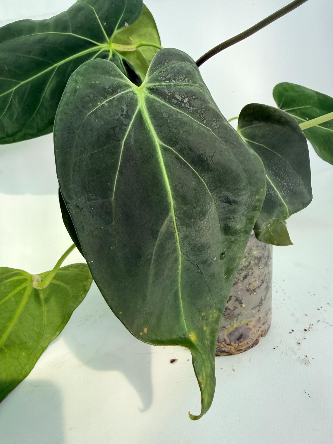 Anthurium Papillilaminum x Magnificum 06