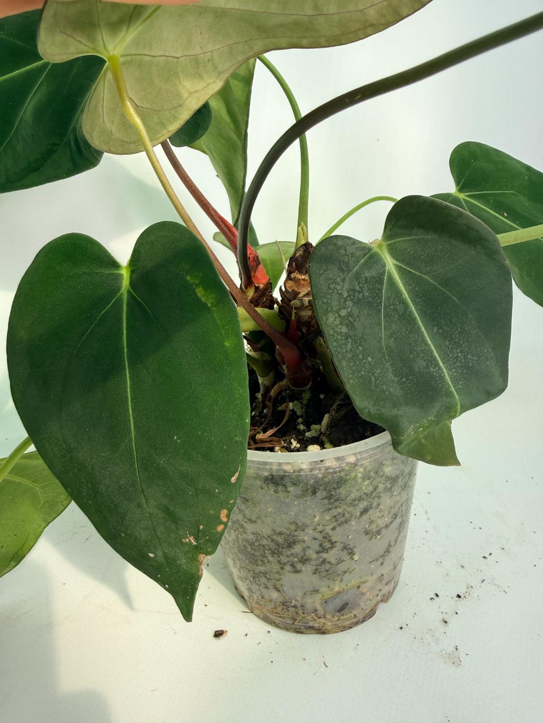 Anthurium Papillilaminum x Magnificum 07
