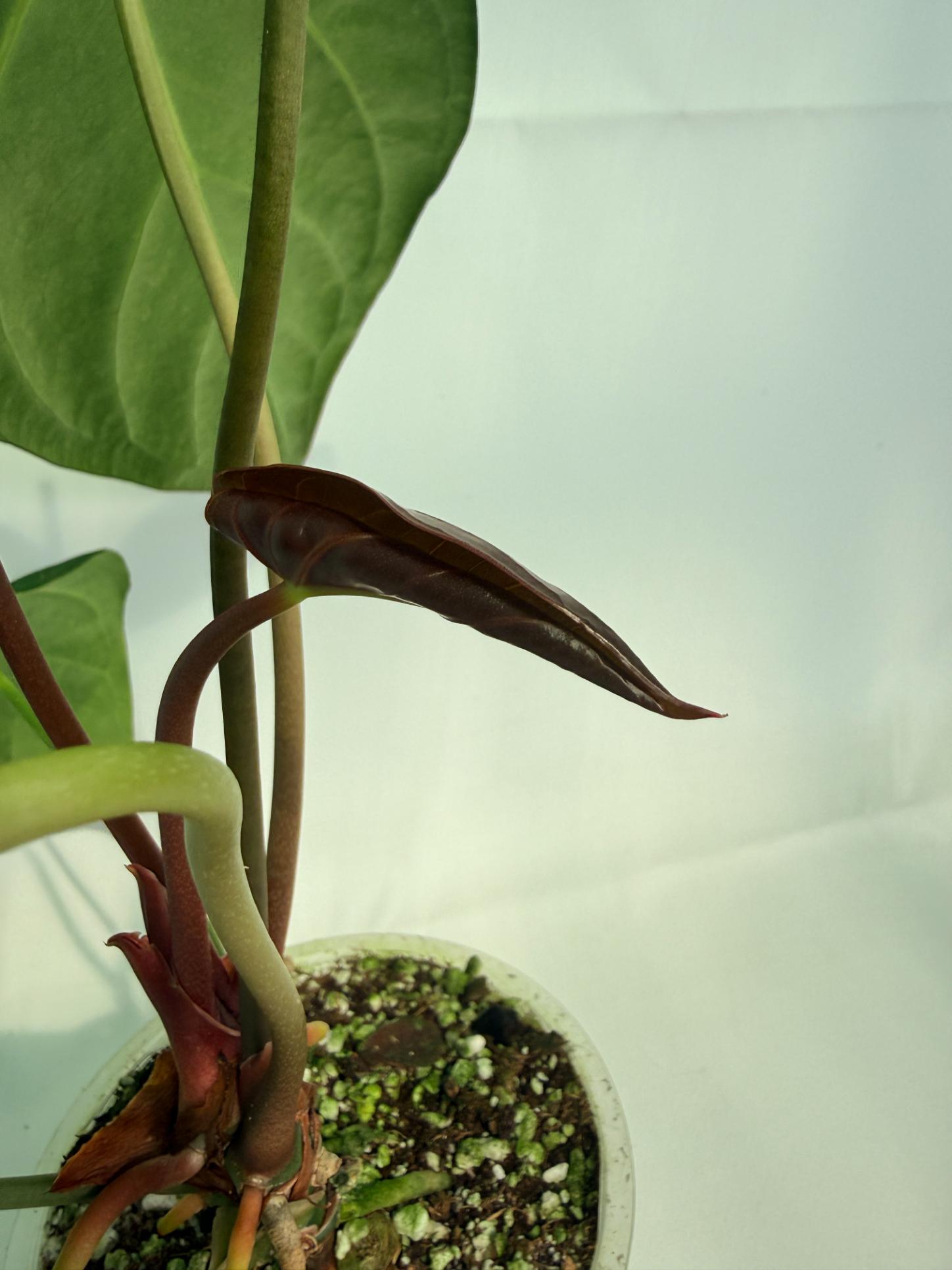 Anthurium_Papillilaminum_x_Magnificum_08