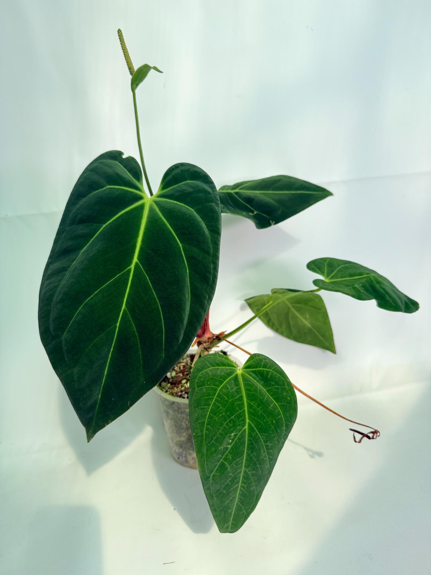Anthurium_Papillilaminum_x_Magnificum_02