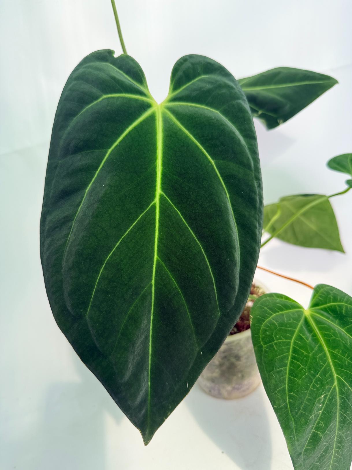 Anthurium_Papillilaminum_x_Magnificum_03