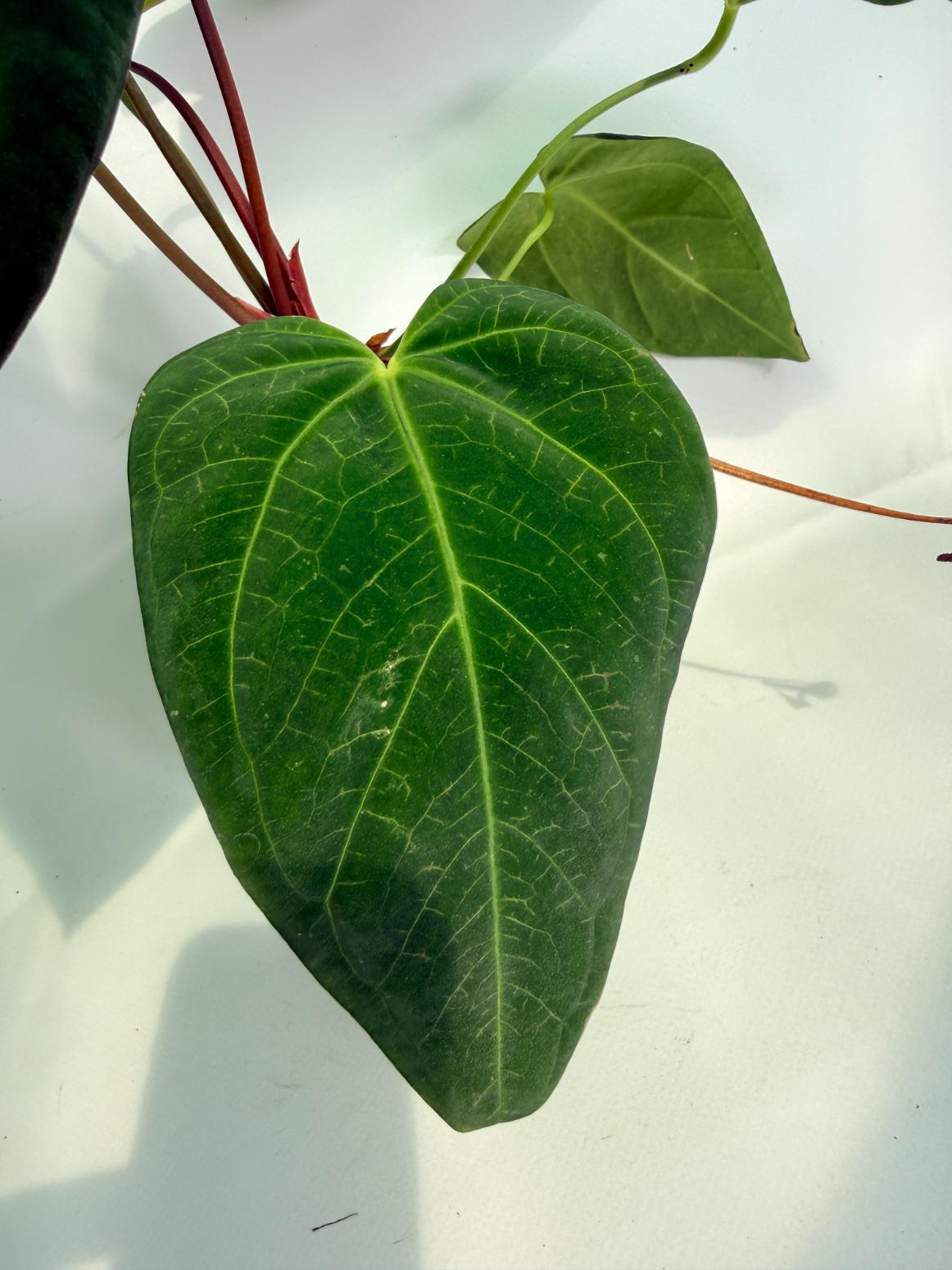 Anthurium_Papillilaminum_x_Magnificum_04