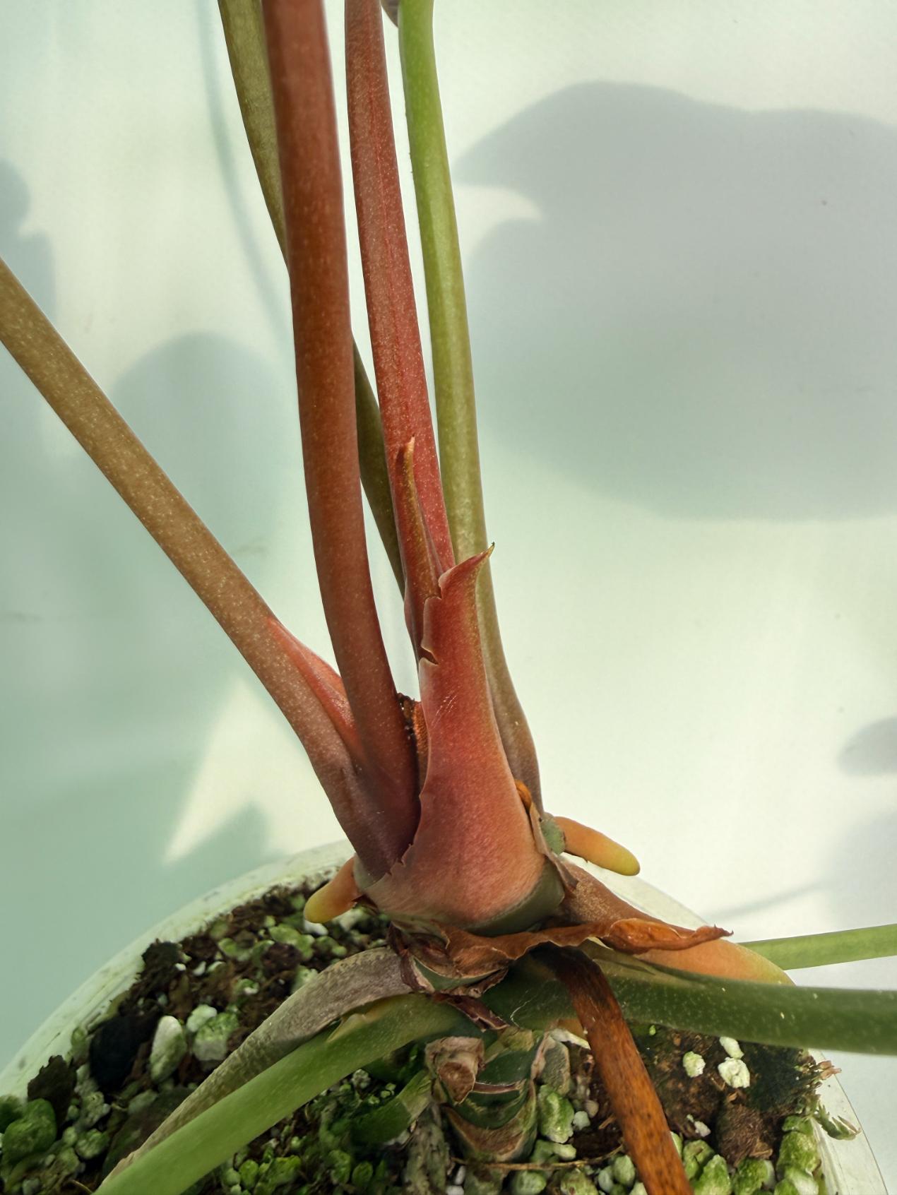 Anthurium_Papillilaminum_x_Magnificum_05