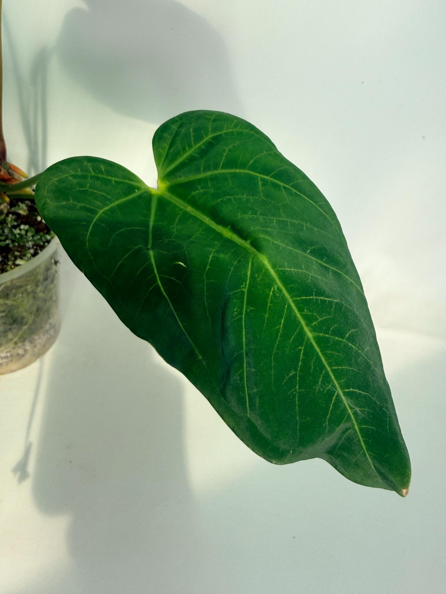Anthurium_Papillilaminum_x_Magnificum_06