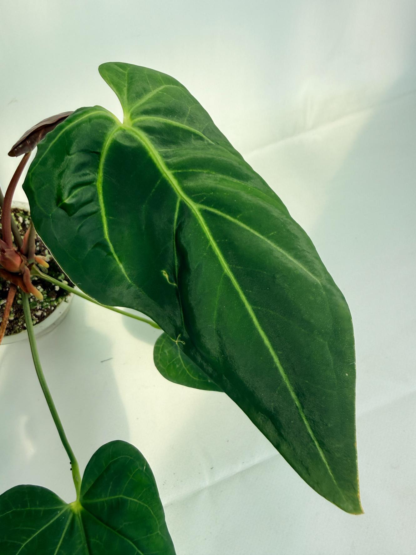 Anthurium_Papillilaminum_x_Magnificum_07