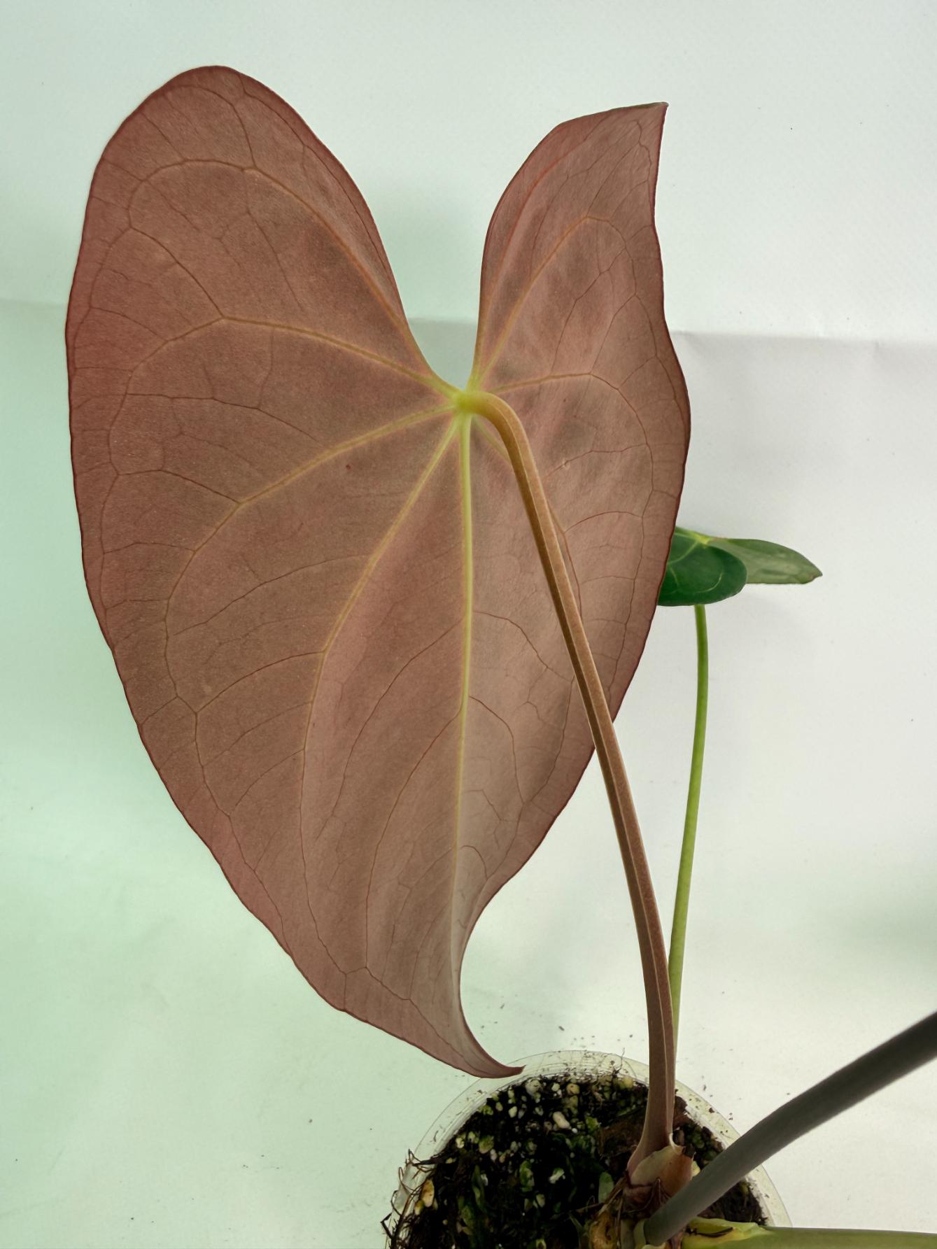 Anthurium Papillilaminum x Magnificum07